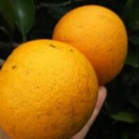 mikan3 mikan3